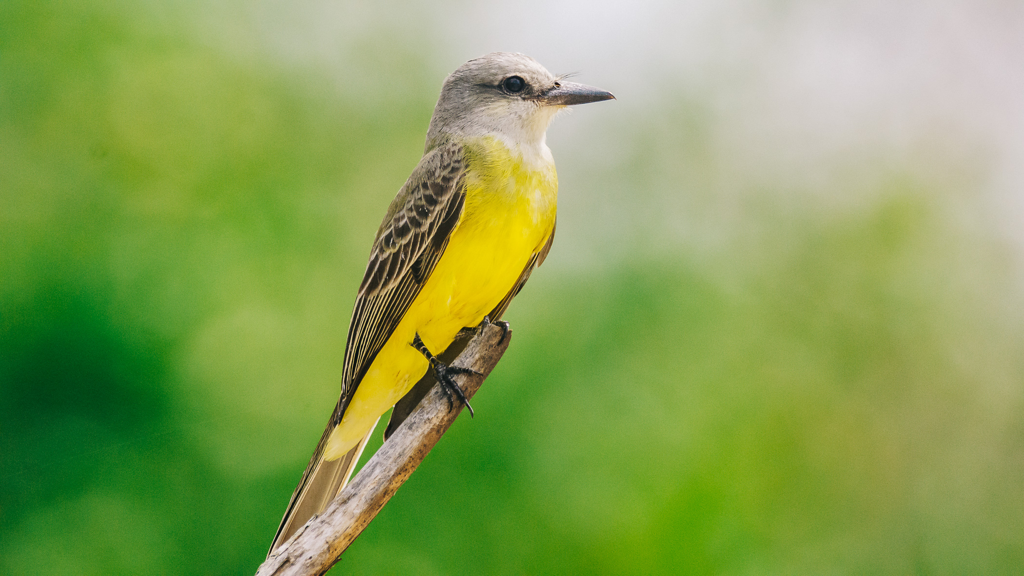 Aves
