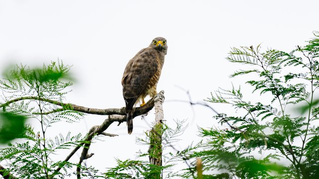 Birds-988.jpg