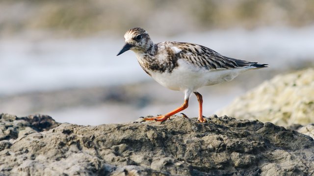 Birds-990.jpg