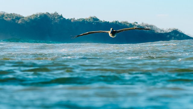 Birds-995.jpg