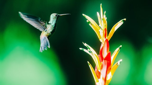 Birds-998.jpg