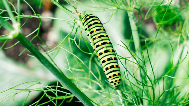 Wildlife-982.jpg