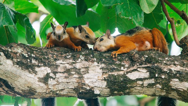 Wildlife-986.jpg