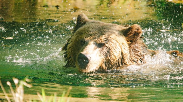 Wildlife-991.jpg
