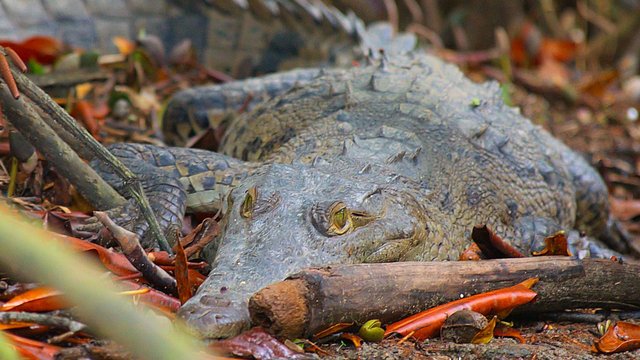 Wildlife-998.jpg